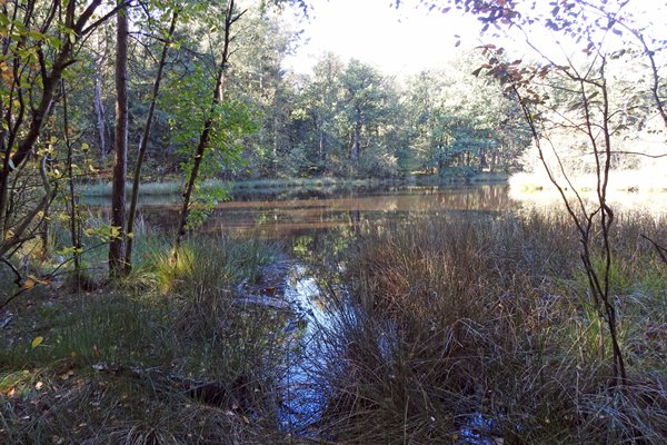 Heideven bij Vierhouten