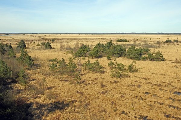 Uitzicht over het Fochteloërveen