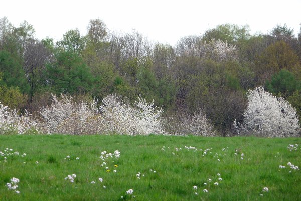 Voorjaar in Limburg