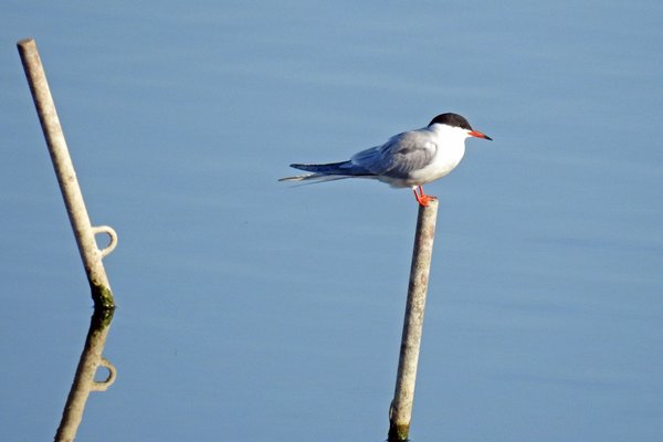 Visdiefje in de Ooijpolder