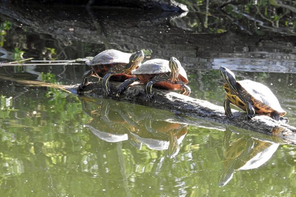 Schildpadden in een vijver bij Ooij