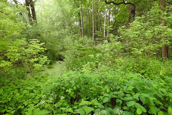 Zeer groene omgeving bij Oisterwijk
