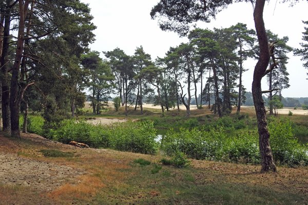 Een kleiner ven op het Wekeromse Zand