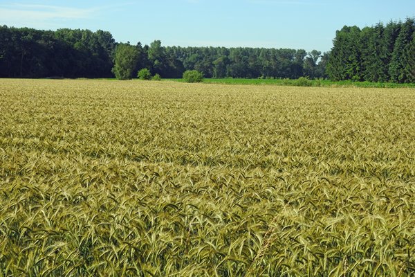 Graanveld in de richting van Oeding