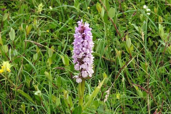 Orchidee in de duinen van het Zwanenwater