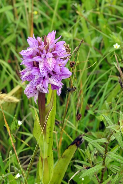 Orchidee in de duinen van het Zwanenwater