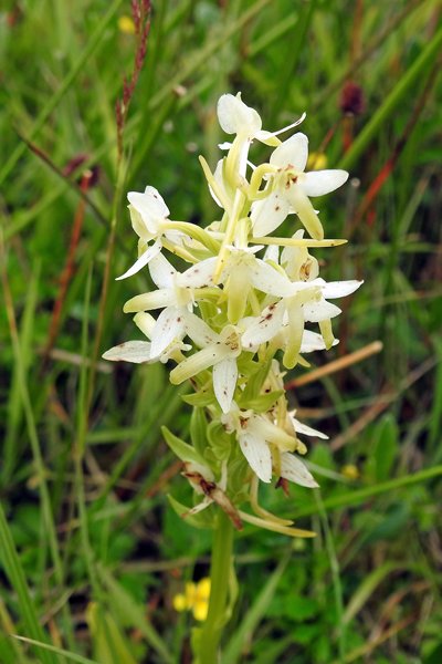 Orchidee in de duinen van het Zwanenwater