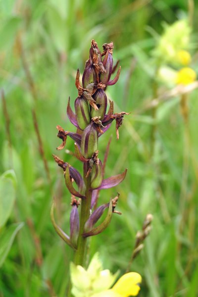 Orchidee in de duinen van het Zwanenwater