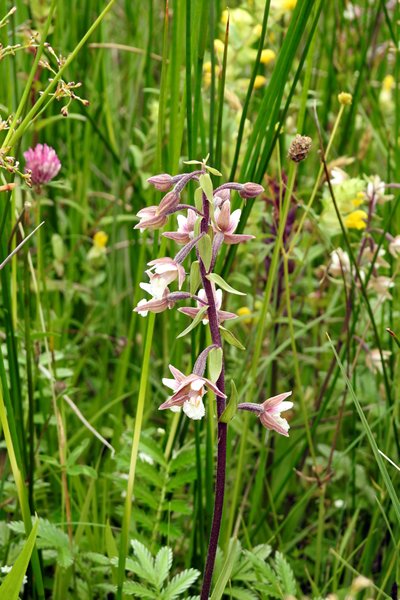 Orchidee in de duinen van het Zwanenwater
