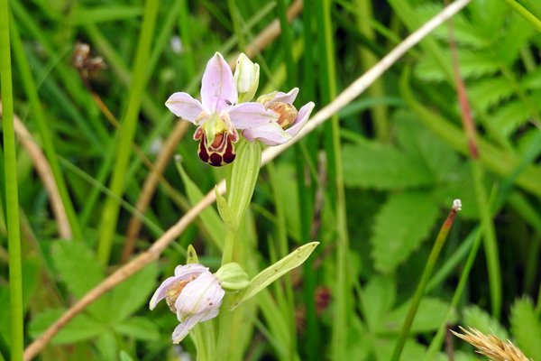 Orchidee in de duinen van het Zwanenwater