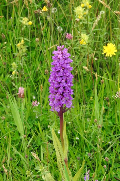 Orchidee in de duinen van het Zwanenwater