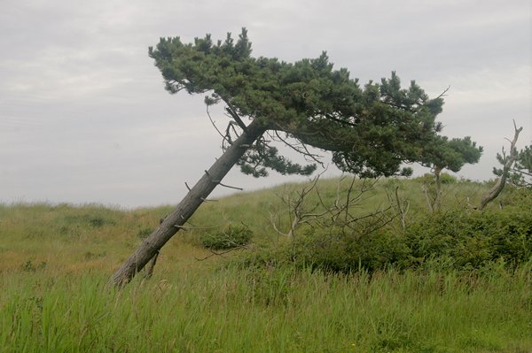 Waaiboom in de duinen van het Zwanenwater