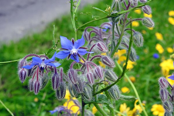 Bernagie (Borago officinalis)