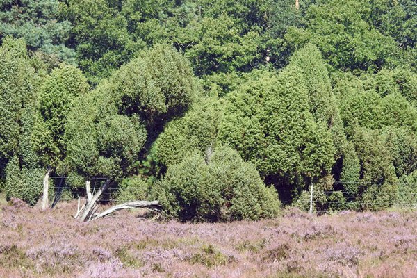 Jeneverbessen bos