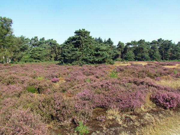 Volop bloeiende heide bij het Wekeromse Zand