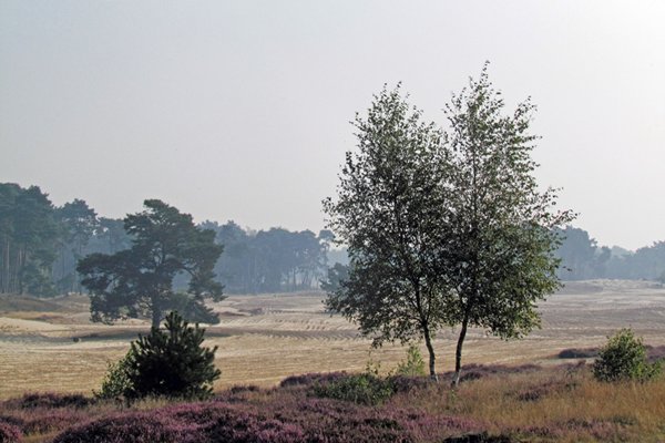 Strook heide bij zanderig gebied