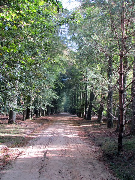 In de bossen rond Dieren