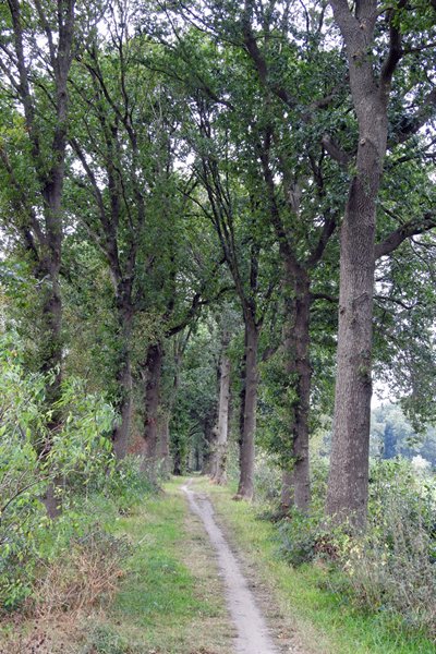 Rustig wandelpad tussen bomen bij Ederveen