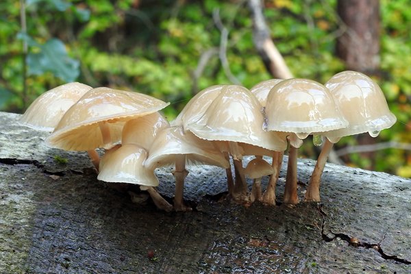 Porseleinzwammen