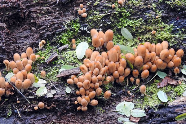 Mini paddestoelen