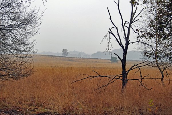 De rand van de Ginkelse heide