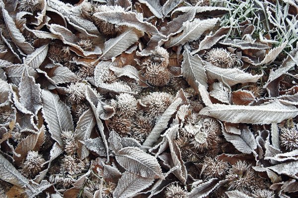 Winter bij Varsseveld 2