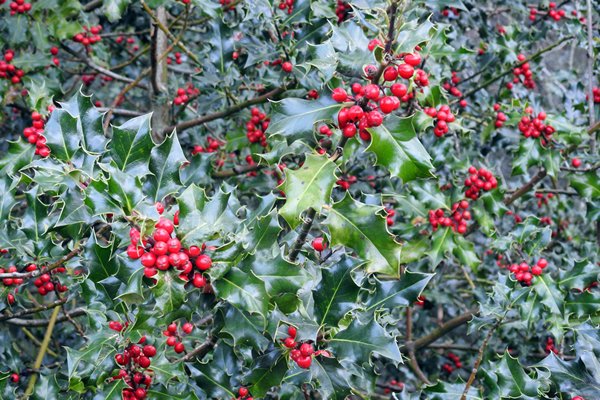 Hulst op Landgoed Volenbeek