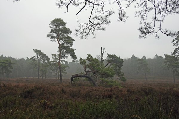 Het Eeserveld bij Steenwijk