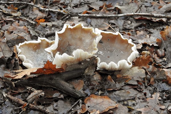 Ridderzwam(?) in de buurt van Holten