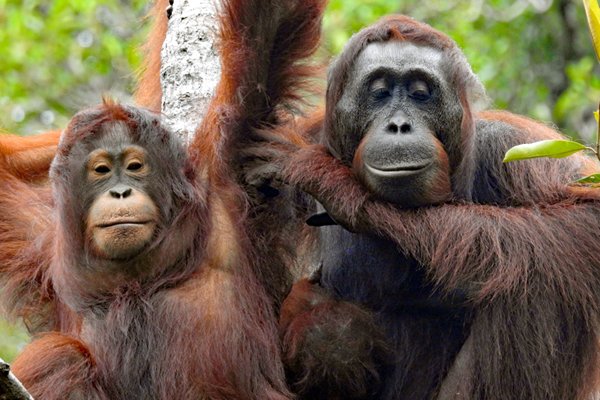 Orang oetangs in Tanjung Puting NP, Kalimantan