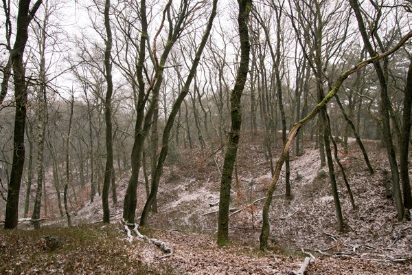 De Hoge Veluwe in de omgeving van Otterlo