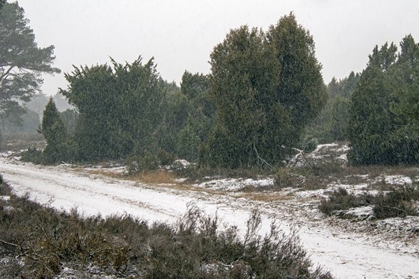 Het jeneverbessen bos op de Hoge Veluwe