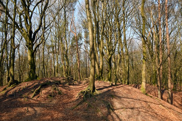 Beboste duinrichel bij Garderen