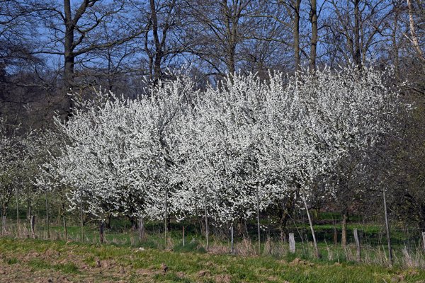 Bloeiende sleedoorns in Zuid-Limburg