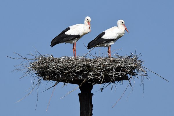 Ooievaars op nest bij Twello