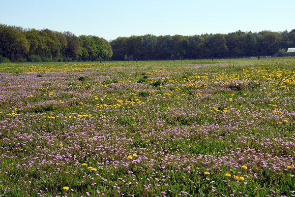 Veld vol bloemen bij Harskamp