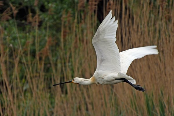 Vliegende lepelaar in de Biesbosch