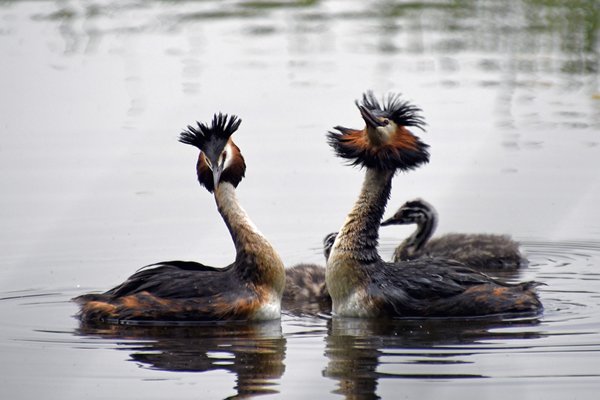 Futendans in de Biesbosch