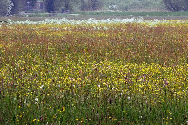 Veld vol bloemen in de Biesbosch
