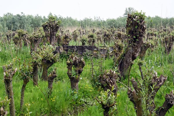 Knotwilgen in de Biesbosch