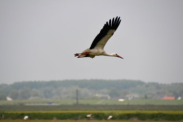 Vliegende ooievaar bij de Wapenveldsche Broek