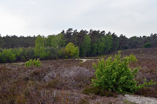De Witte Berg op Landgoed Petrea