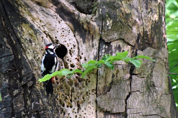 Grote bonte specht in het Edese Bos