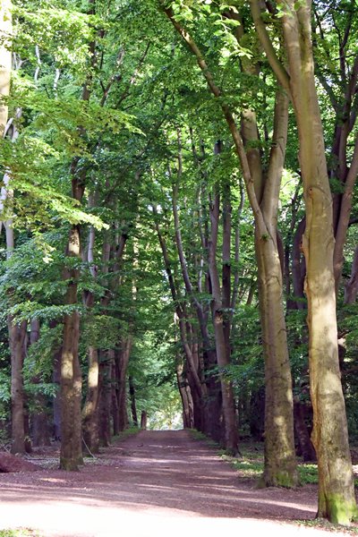 Laantje in het Edese Bos