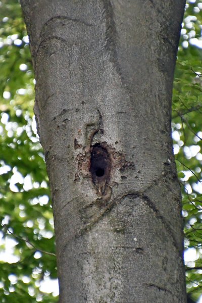 Gat van een zwarte specht dat opgevuld is door een kleinere vogel