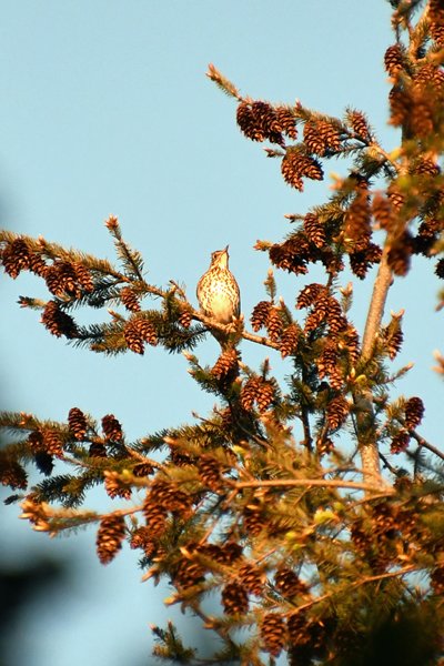 Zanglijster in het laatste licht in het Edese Bos
