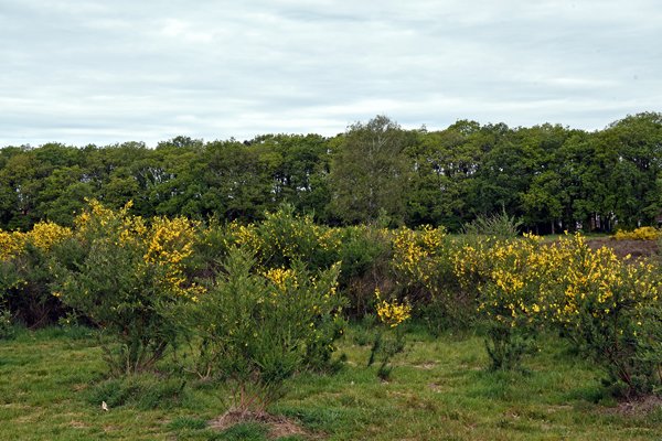 Bussumerheide