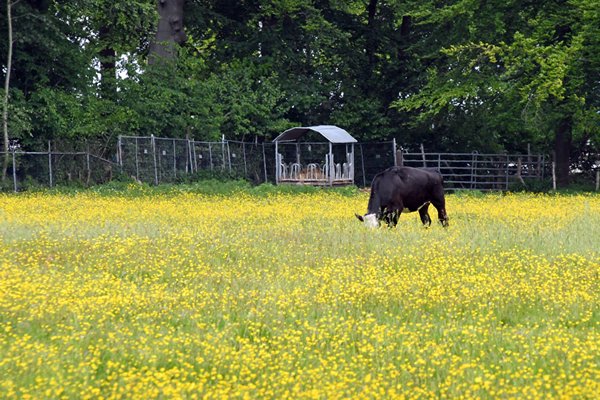 Koe in bloemrijk weiland op Landgoed Hilverbeek