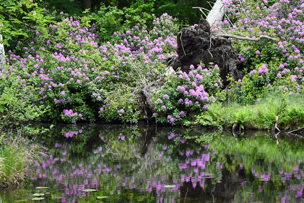 Waterpartij met rododendron op Landgoed Hilverbeek