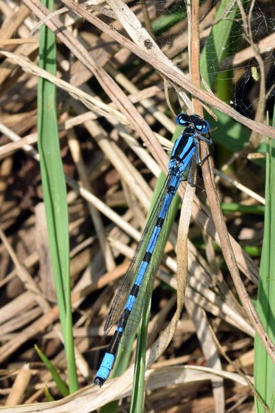 Watersnuffel op de Hoge Veluwe